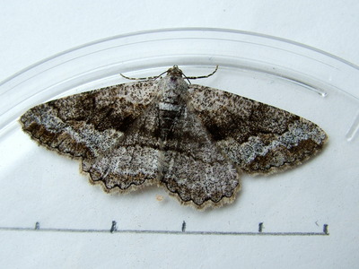 Mottled Beauty